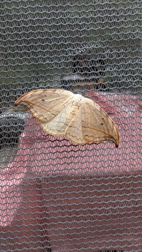 Arched Hooktip Moth