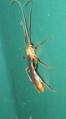 Ophion obscuratus