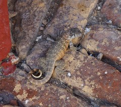 Leiocephalus carinatus