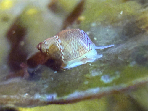 Lacuna unifasciata, 2026-08-13