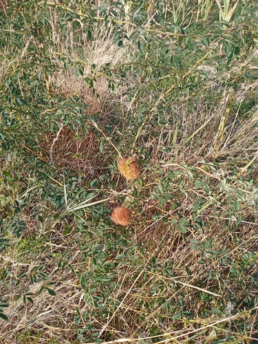 Mossy Rose Gall Wasp