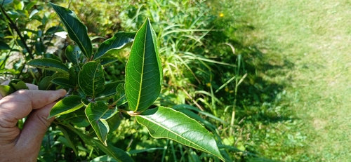northern wild raisin
