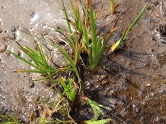 Juncus phaeocephalus