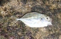 Chloroscombrus