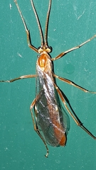 Ophion obscuratus