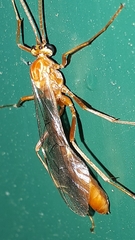 Ophion obscuratus