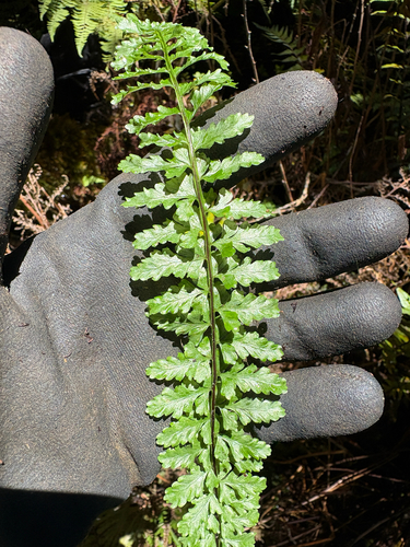 Asplenium macraei observed 2026-08-11