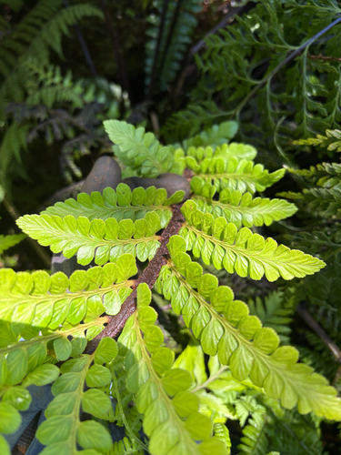 Asplenium acuminatum observed 2026-08-11