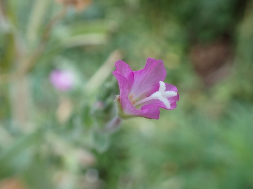 Great Hairy Willowherb