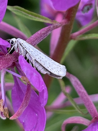 Bird-cherry Ermine