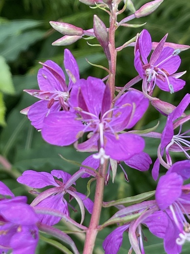fireweed