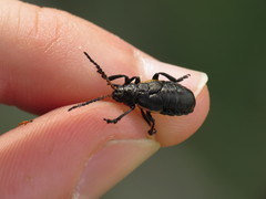 Arima marginata