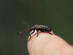 Arima marginata