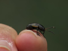 Arima marginata