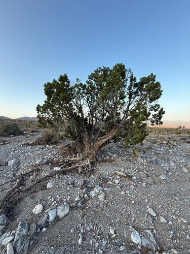 Utah Juniper