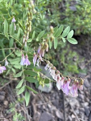 Hedysarum occidentale, photograph (c) Archer Silverman, some rights reserved (CC BY)