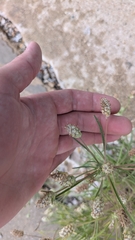 Plantago arenaria, photograph (c) Eric Schmidt, some rights reserved (CC BY)