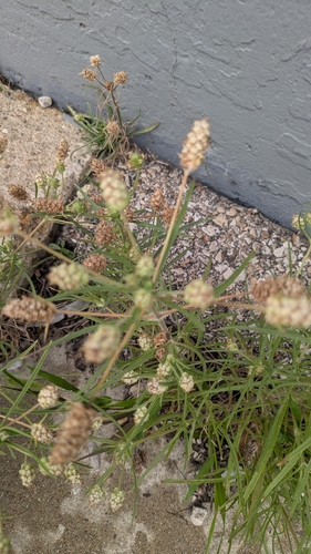 Plantago arenaria, photograph 5