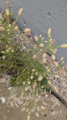 Plantago arenaria, photograph (c) Eric Schmidt, some rights reserved (CC BY)