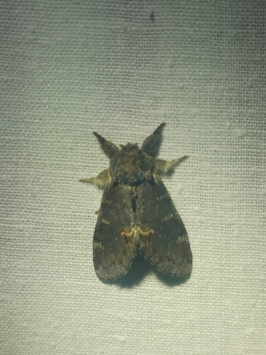 Iron Prominent