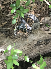 Coluber constrictor anthicus