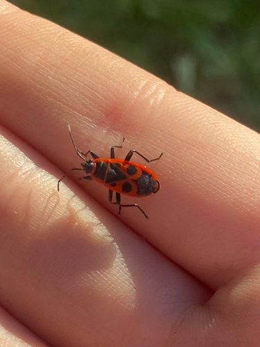European Firebug