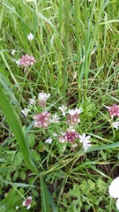 Allium canadense