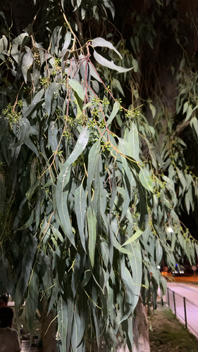 River Red Gum