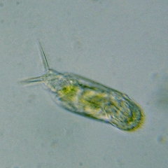 Cephalodella