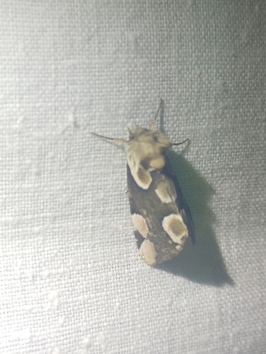 Peach Blossom Moth
