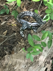 Coluber constrictor anthicus