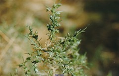 Genista falcata