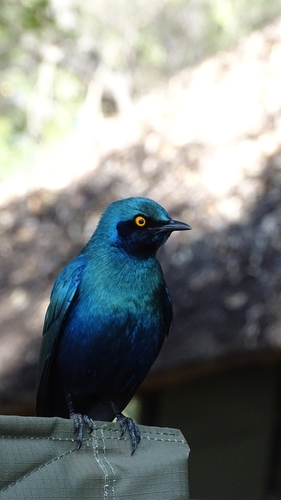 Greater Blue-eared Starling