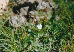 Viola kitaibeliana