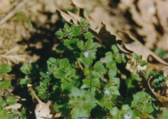 Veronica triloba