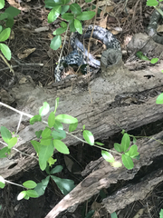 Coluber constrictor anthicus