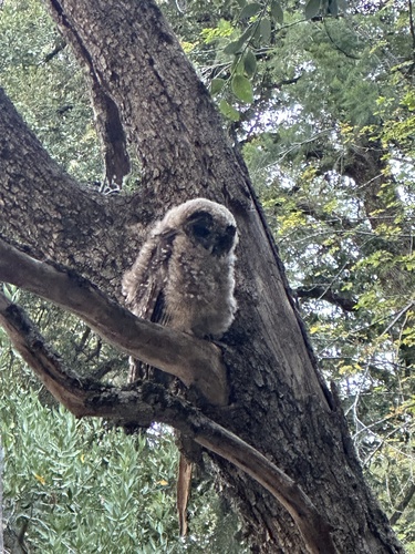 iNaturalist observation photo of Spotted Owl