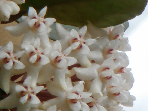 Hoya elliptica