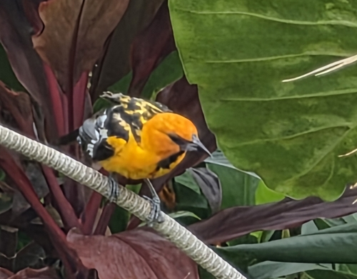 Streak-backed Oriole