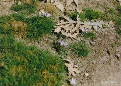 Crocus carpetanus