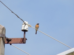 Phoenicurus phoenicurus