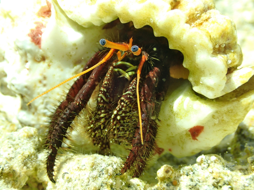 Clibanarius corallinus observed 2026-07-30