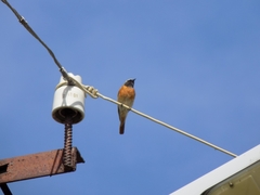 Phoenicurus phoenicurus