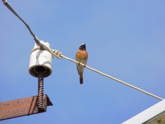 Phoenicurus phoenicurus