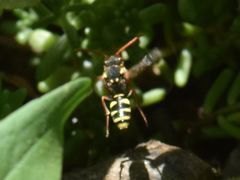 Nomada fulvicornis