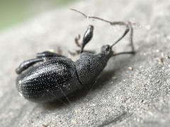 Otiorhynchus asphaltinus