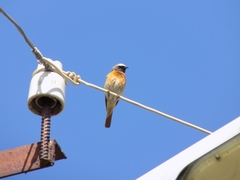 Phoenicurus phoenicurus