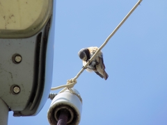 Phoenicurus phoenicurus