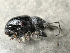 Otiorhynchus asphaltinus