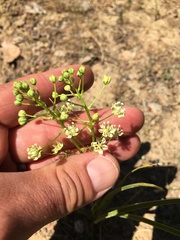 Toxicoscordion micranthum